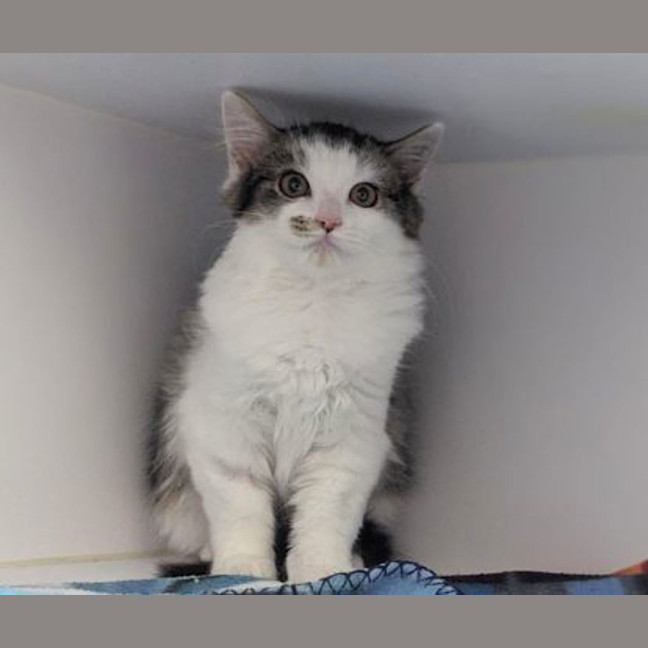 Photo of Wasabi