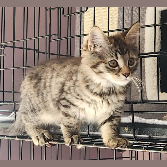 Photo of Amy (In Foster Care In Templestowe)