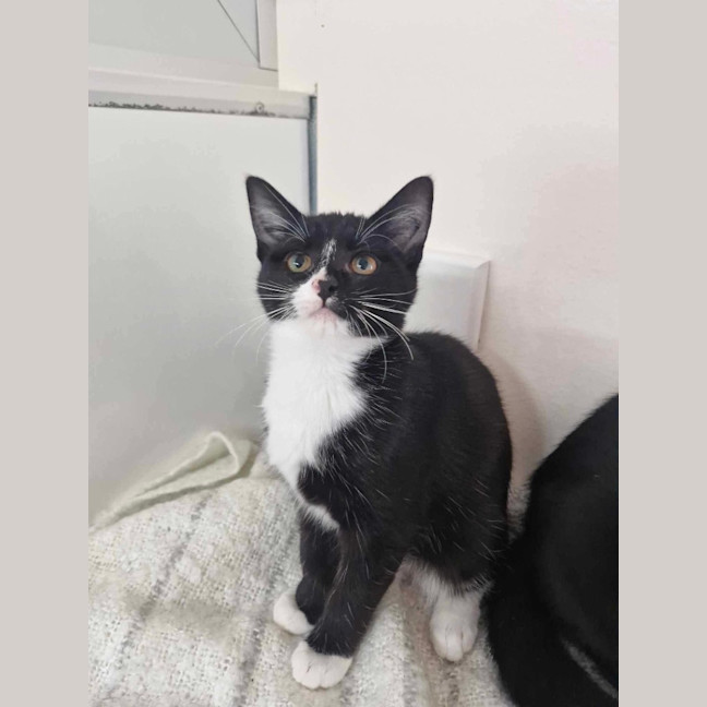 Photo of Armani   Mowbray