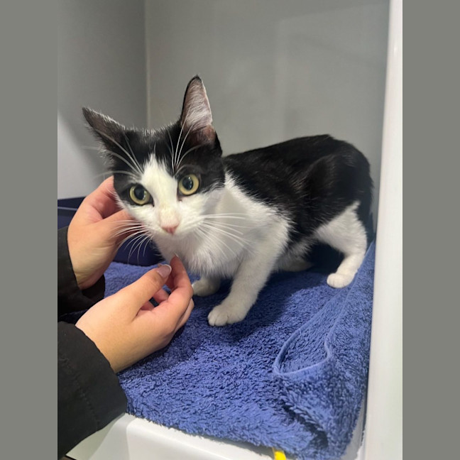 Photo of Pippy Now At Pet Quarters Glendale