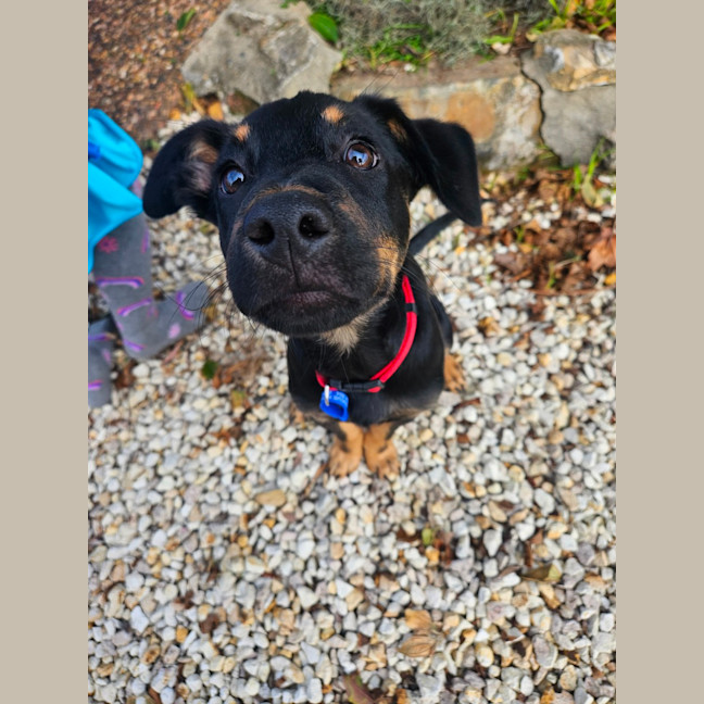 Photo of Charlie   4 Month Old Kelpie X