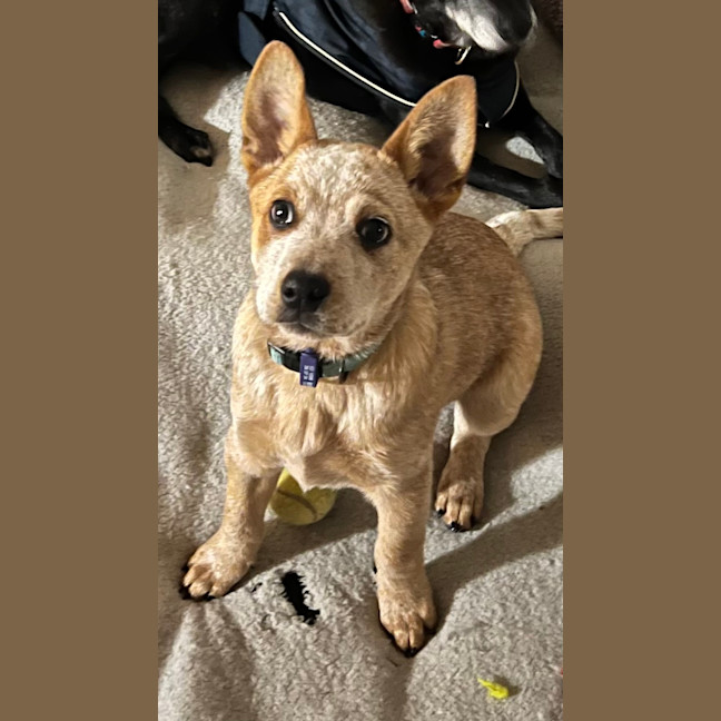 Photo of Echo