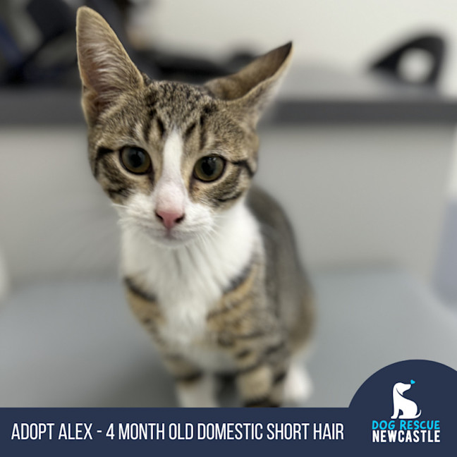 Photo of Alex   4 Month Old Domestic Short Hair