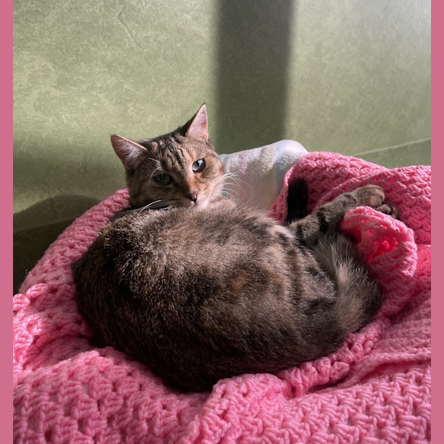 Photo of Mocha