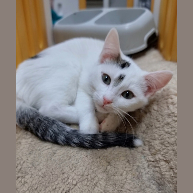 Photo of Pebble