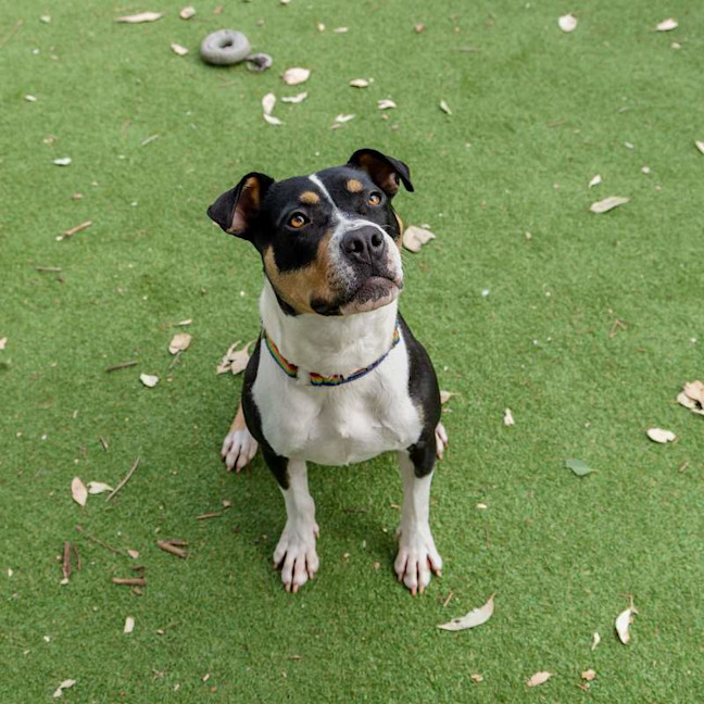 Photo of Patches