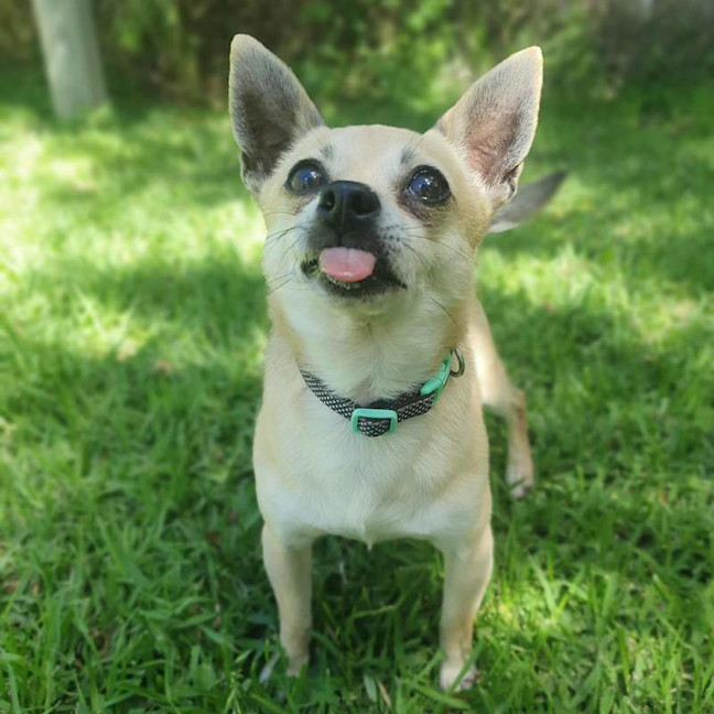 Photo of Tito