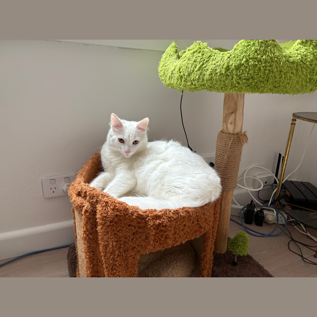 Photo of Bingus