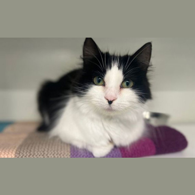 Photo of Collie