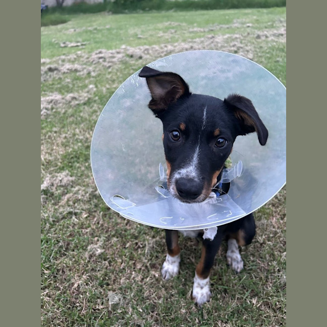 Photo of Tango