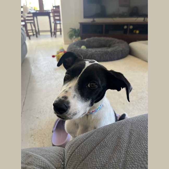 Photo of Beanie