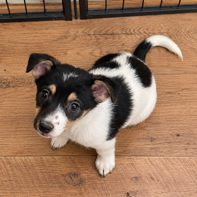Photo of Josie