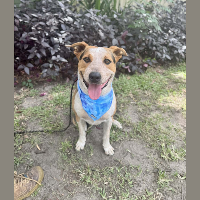 Photo of Zak *$150 Adoption Fee*