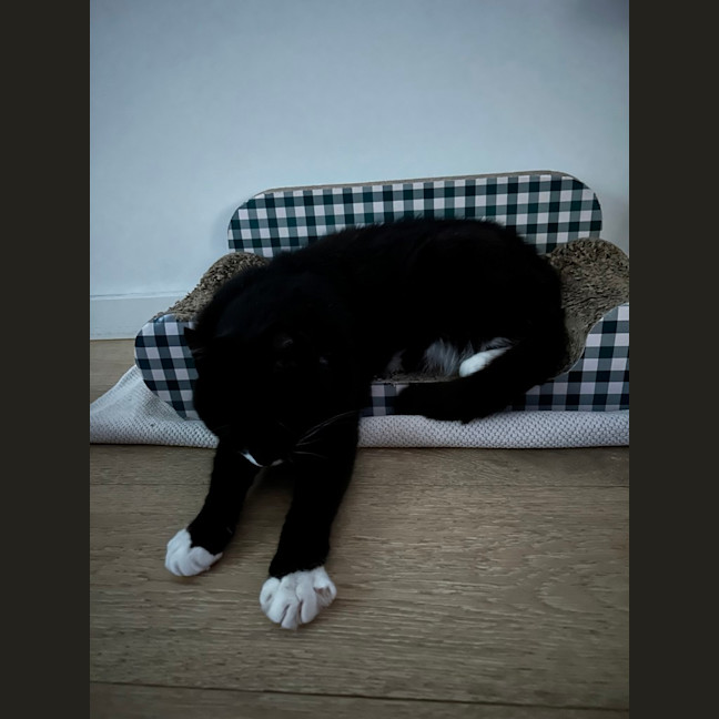 Photo of Big Best Baby Boy Bernard