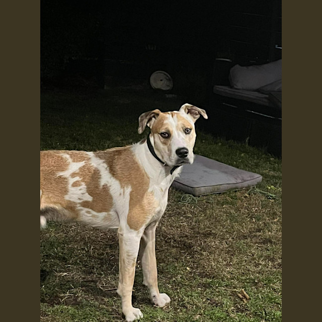 Photo of Hawaiian