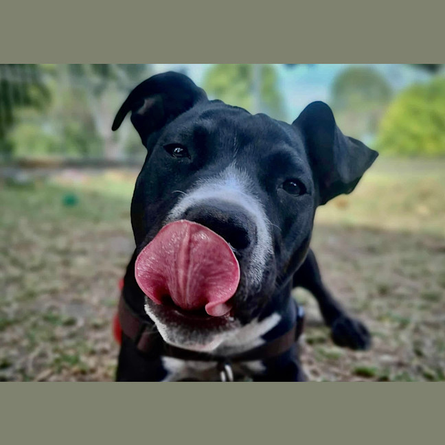 Photo of Tonka
