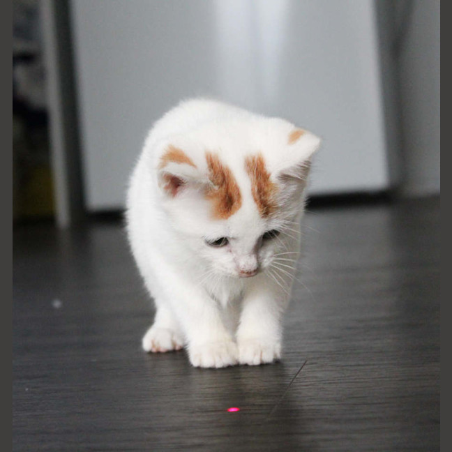 Photo of Leo
