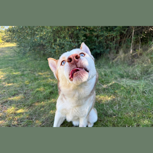 Photo of Chase