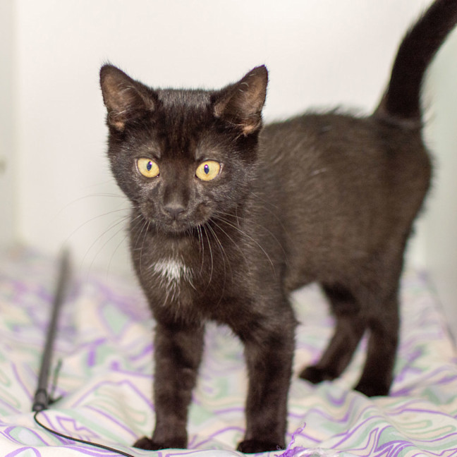 Photo of Bellatrix