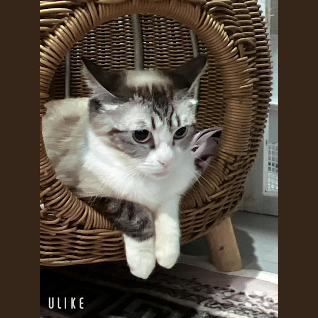 Photo of Lucy 