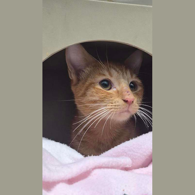 Photo of Crunchie
