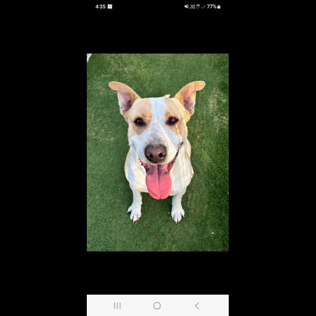 Photo of Enzo
