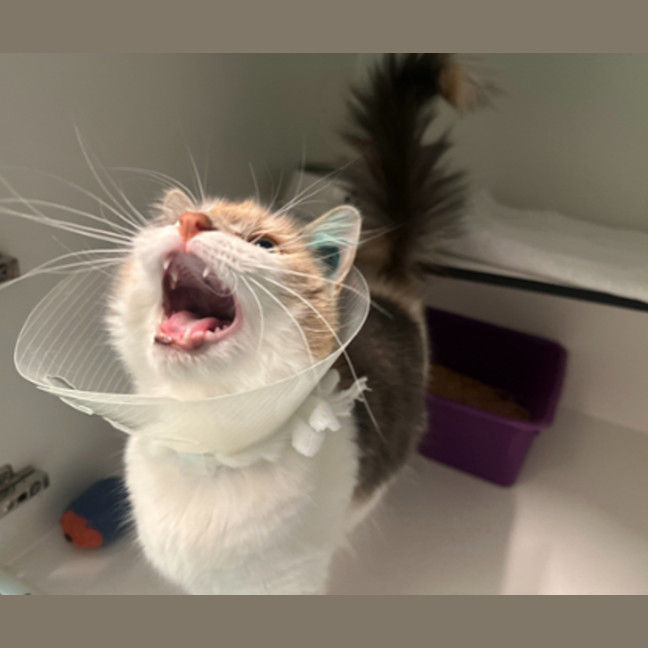 Photo of Izzy