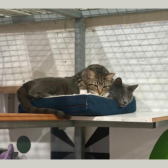 Photo of Alistair (Bonded With Sammy)