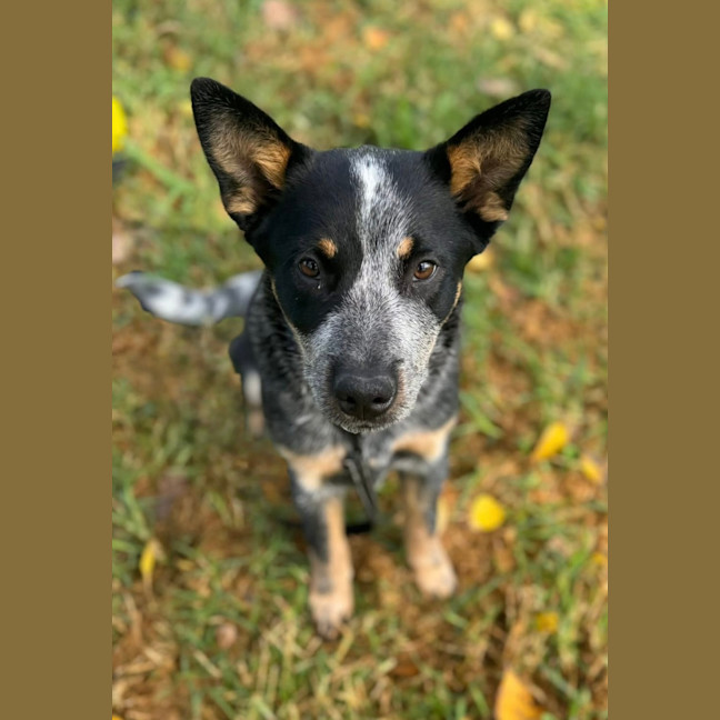 Photo of Ozzie