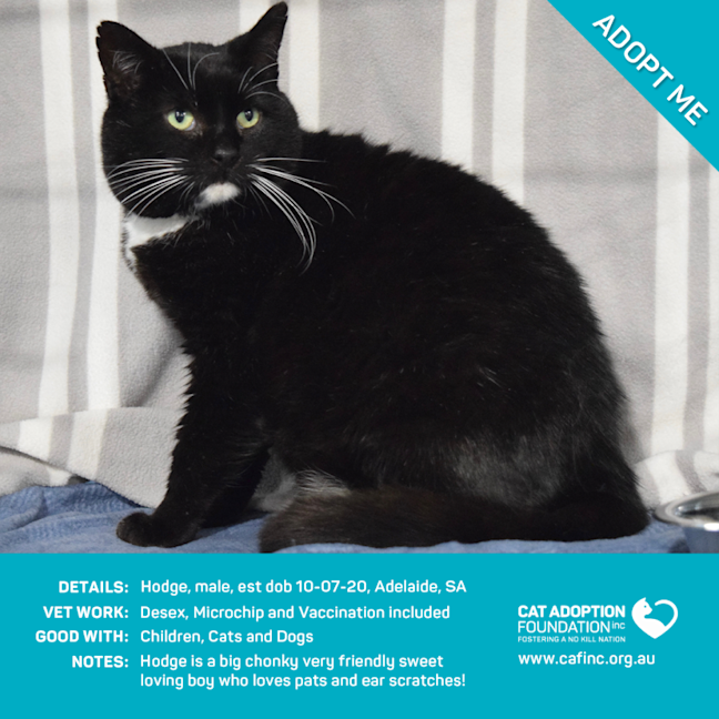 Photo of Hodge Only $50 Limited Time!