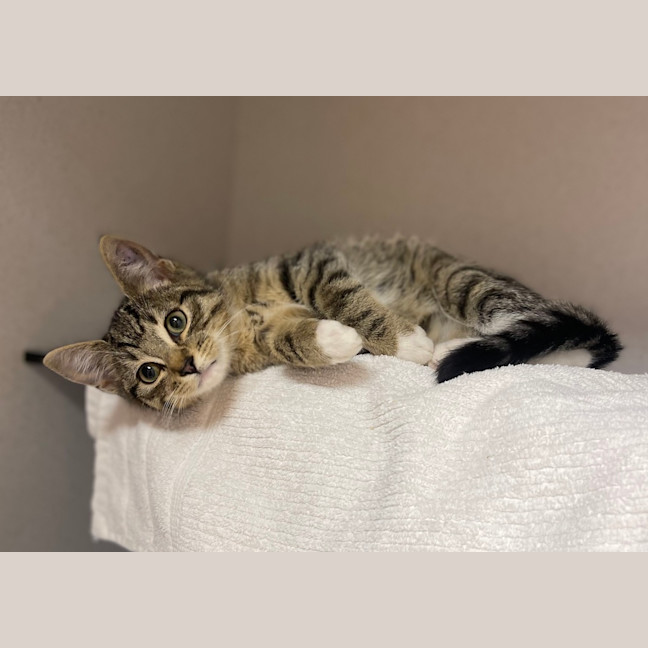 Photo of Oliver