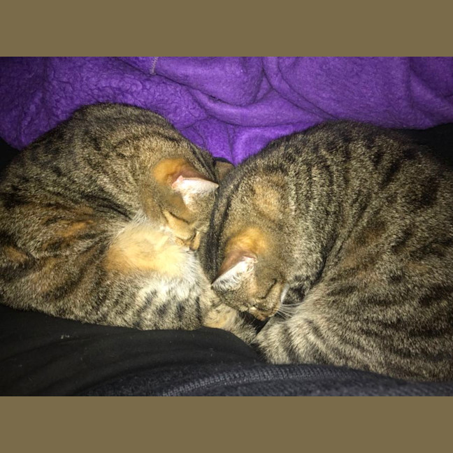 Photo of Bunny And Max (Bonded Pair)