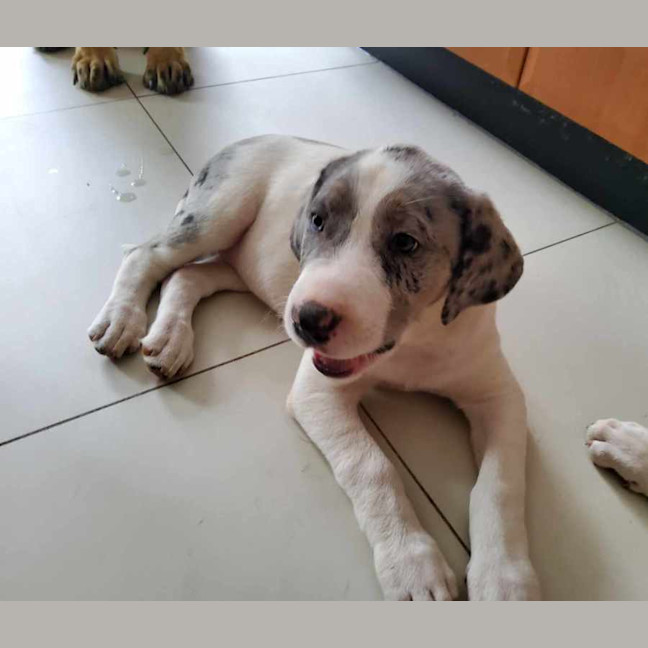 Photo of Honey Queen