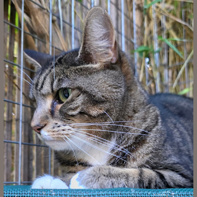 Photo of Cherry