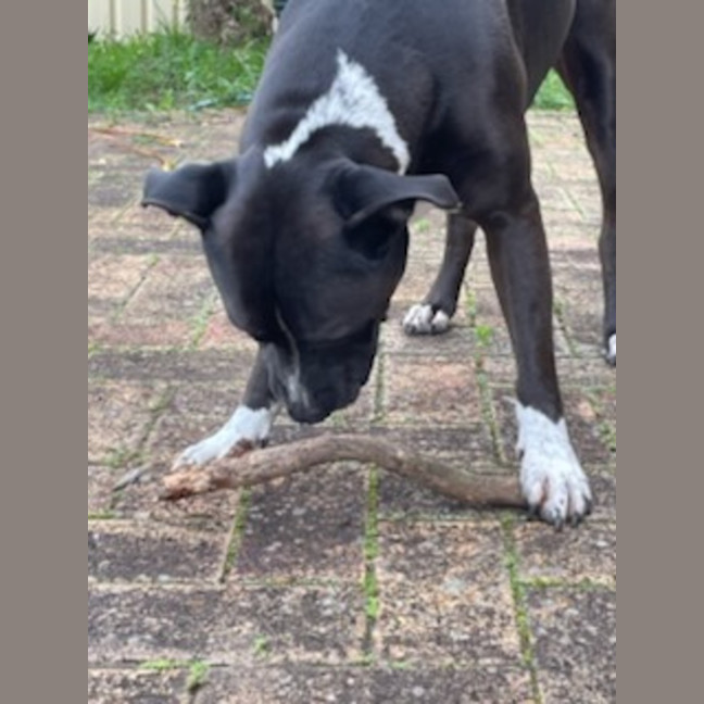 Photo of Charlie   7 Year Old Staffy X Great Dane 