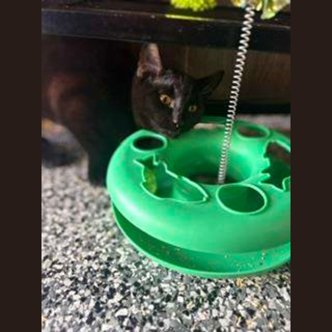 Photo of Cinder