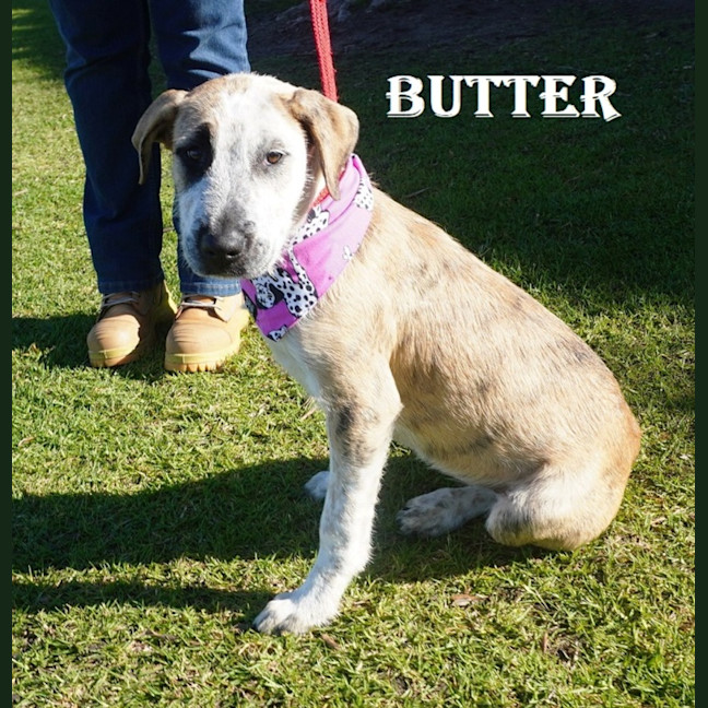Photo of Butter