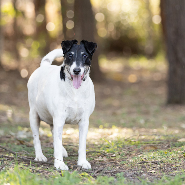 Photo of Cookie
