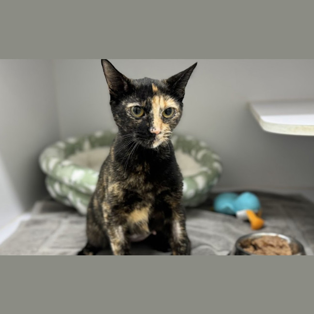 Photo of Poppy 