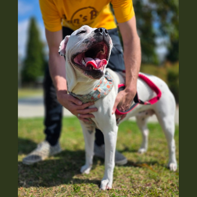Photo of Dotti