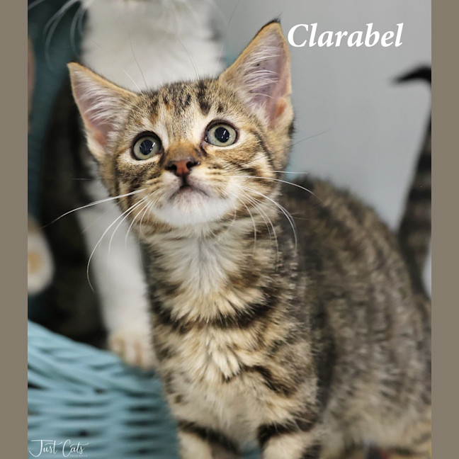 Photo of Clarabel