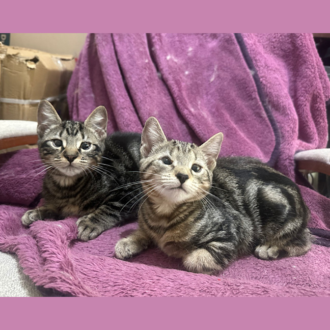 Photo of Pixel & Parker