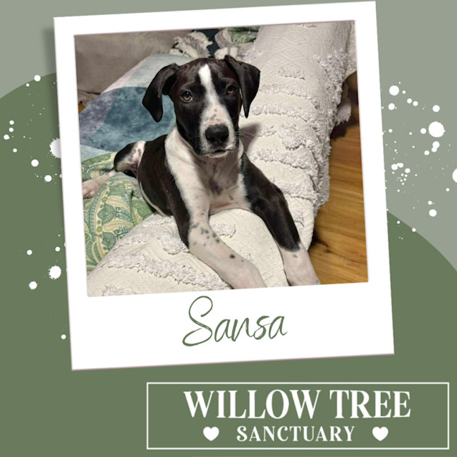 Photo of Sansa