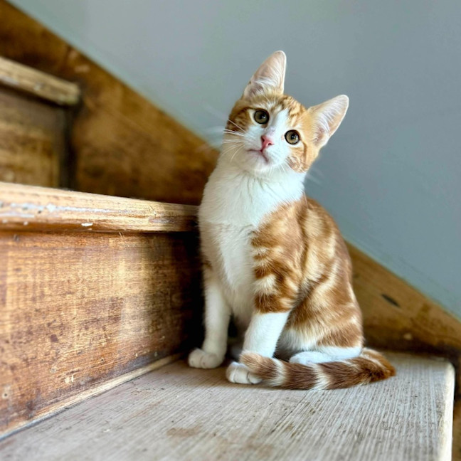 Photo of Chipmonk   Located In Templestowe 