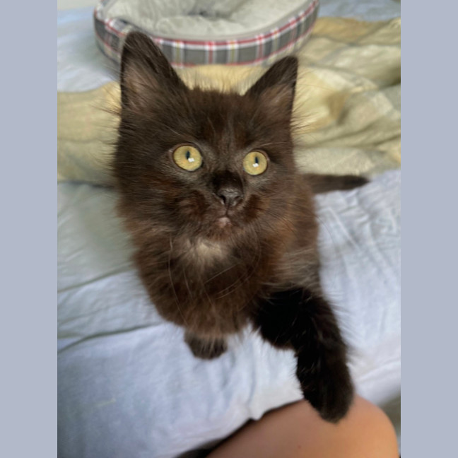 Photo of Pippin