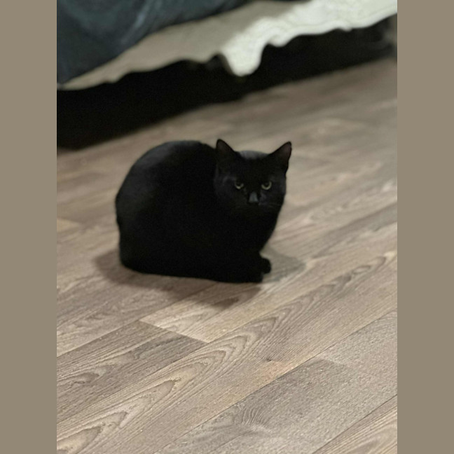 Photo of Steve* 9 Lives Project Rescue*