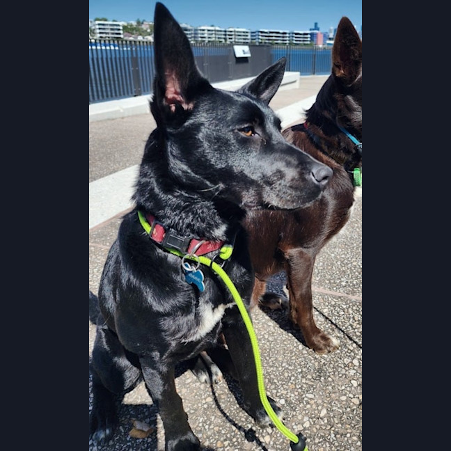 Photo of Yoda