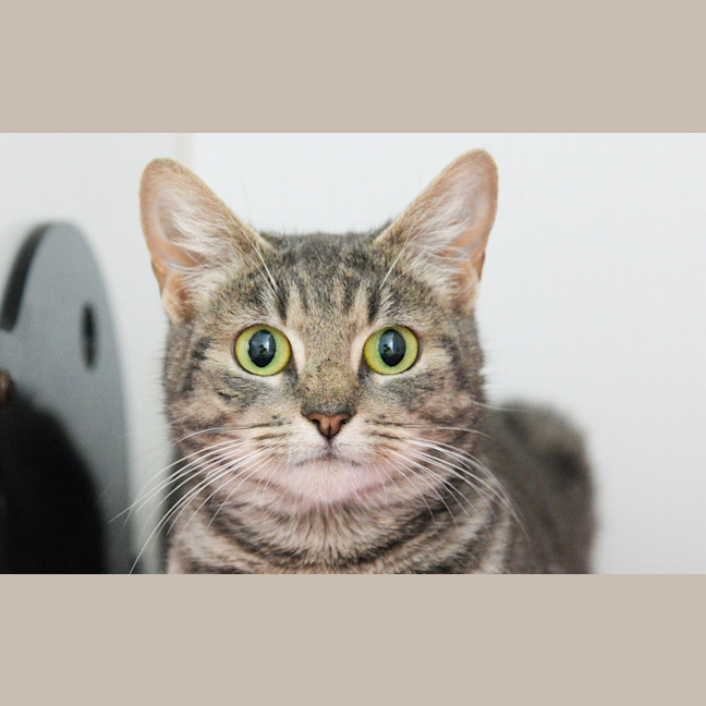 Photo of Evangeline 