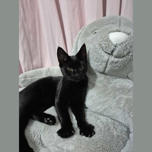 Photo of Velma