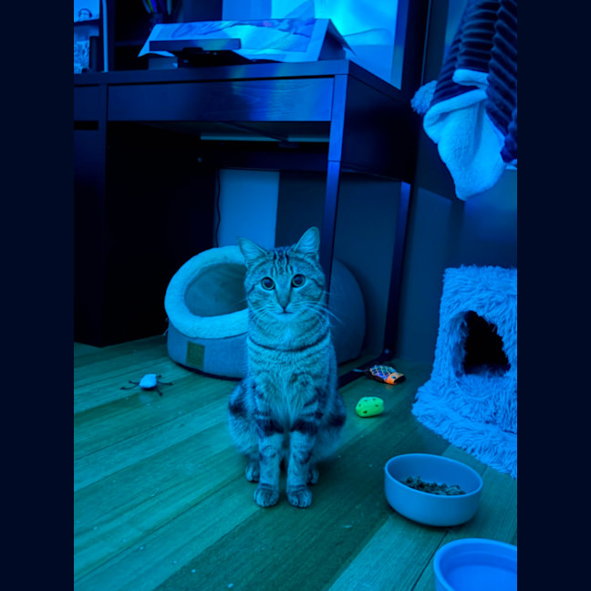 Photo of Captain 
